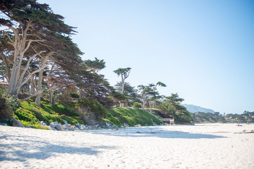 White sandy beach with cypress trees and lush greenery on a sunlit coastal bluff under a clear blue sky.