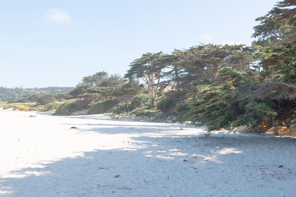 White sand beach bordered by lush cypress trees under a bright sky at Carmel Beach, California.