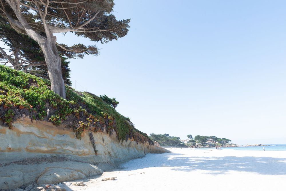 Sandy beach with a rocky cliff topped by lush green ice plant and tall pine trees under a clear blue sky.