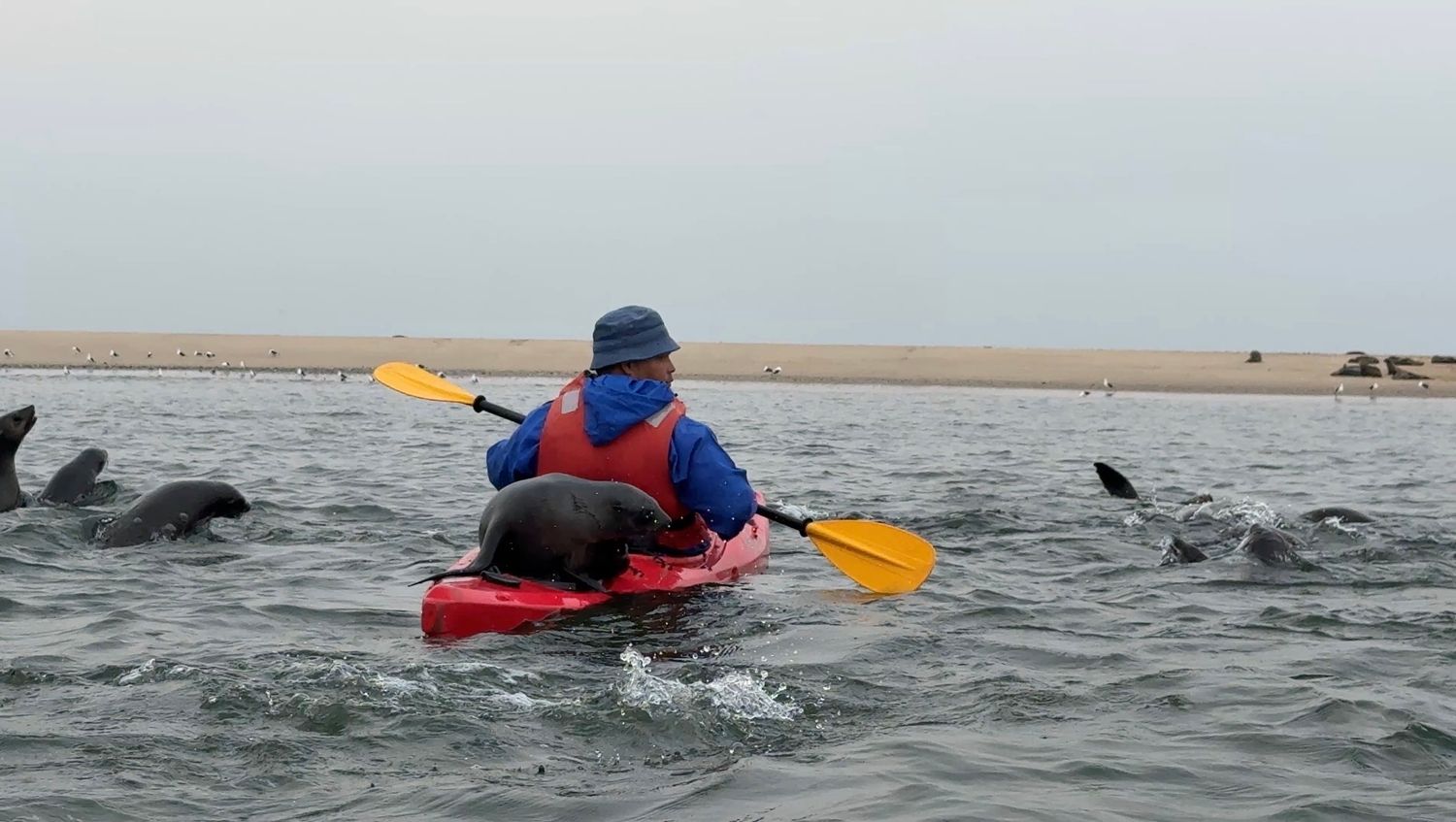 homme en kayak qui pagaie au milieu des otaries à pélican point en namibie