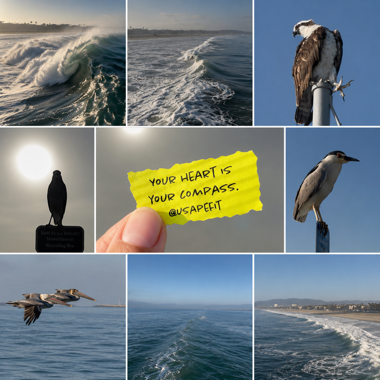 Coastal collage featuring ocean waves, birds of prey, pelicans, blue skies, and a motivational note reading Your Heart is Your Compass.
