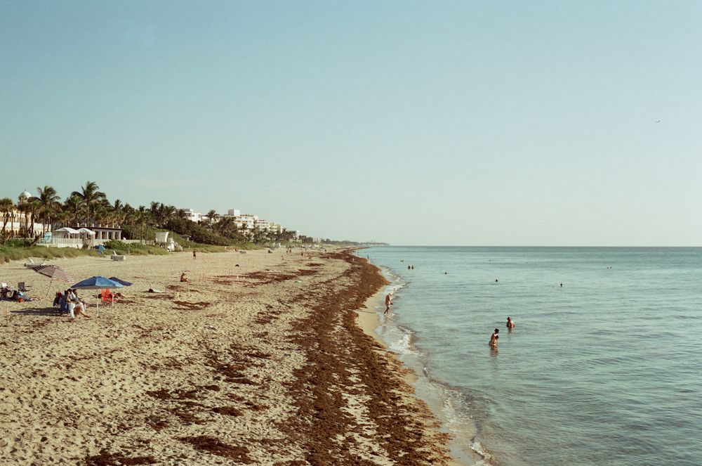Sunny beach with calm turquoise waters, scattered sunbathers, blue umbrella, and palm-lined shore under a clear sky.