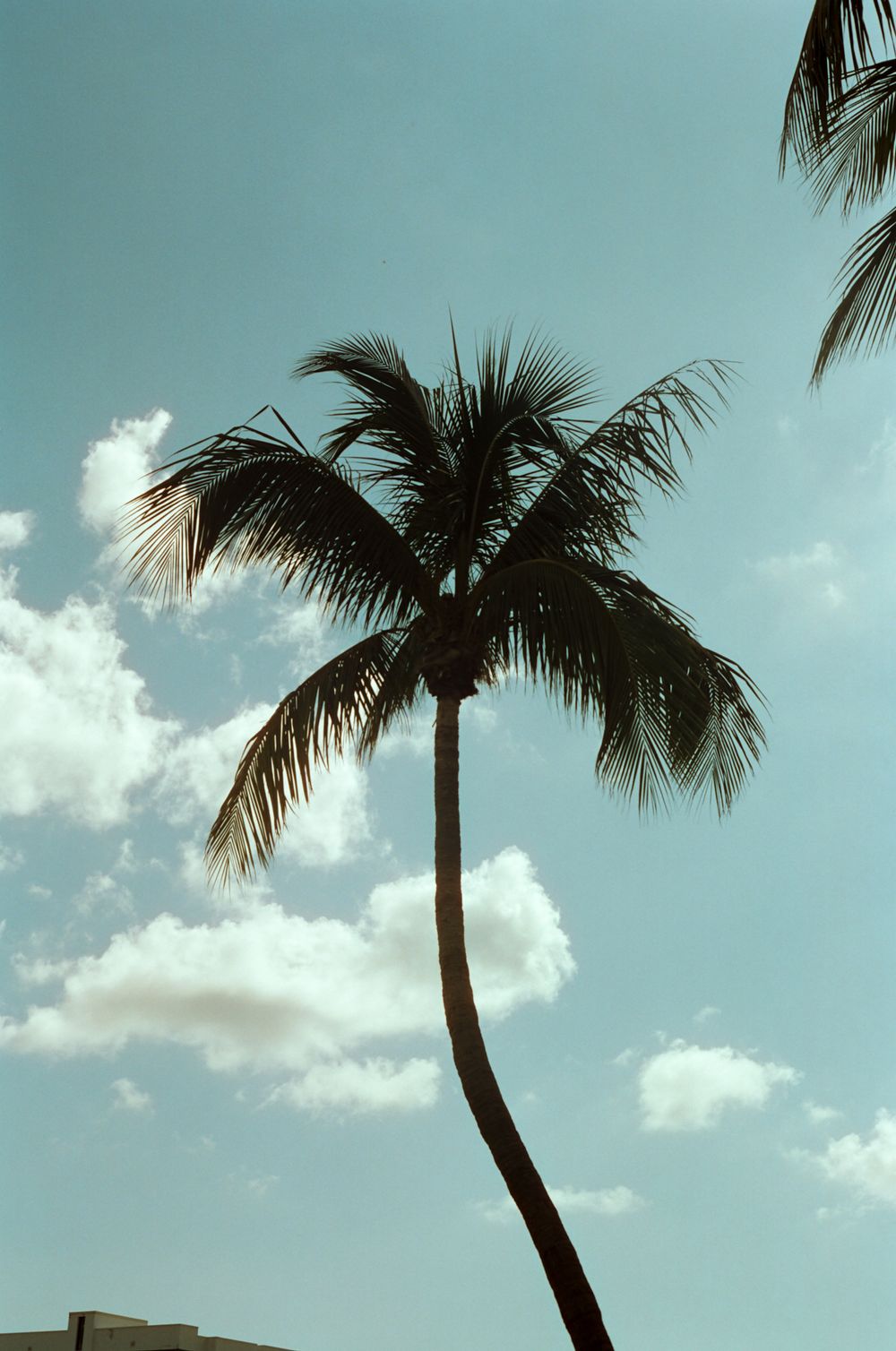 Silhouette of a tall leaning palm tree against a bright blue sky with scattered white clouds.