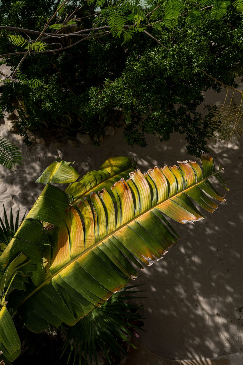 Aerial view of large tropical banana leaves with yellow-green tones, surrounded by lush green trees casting shadows on sandy ground.