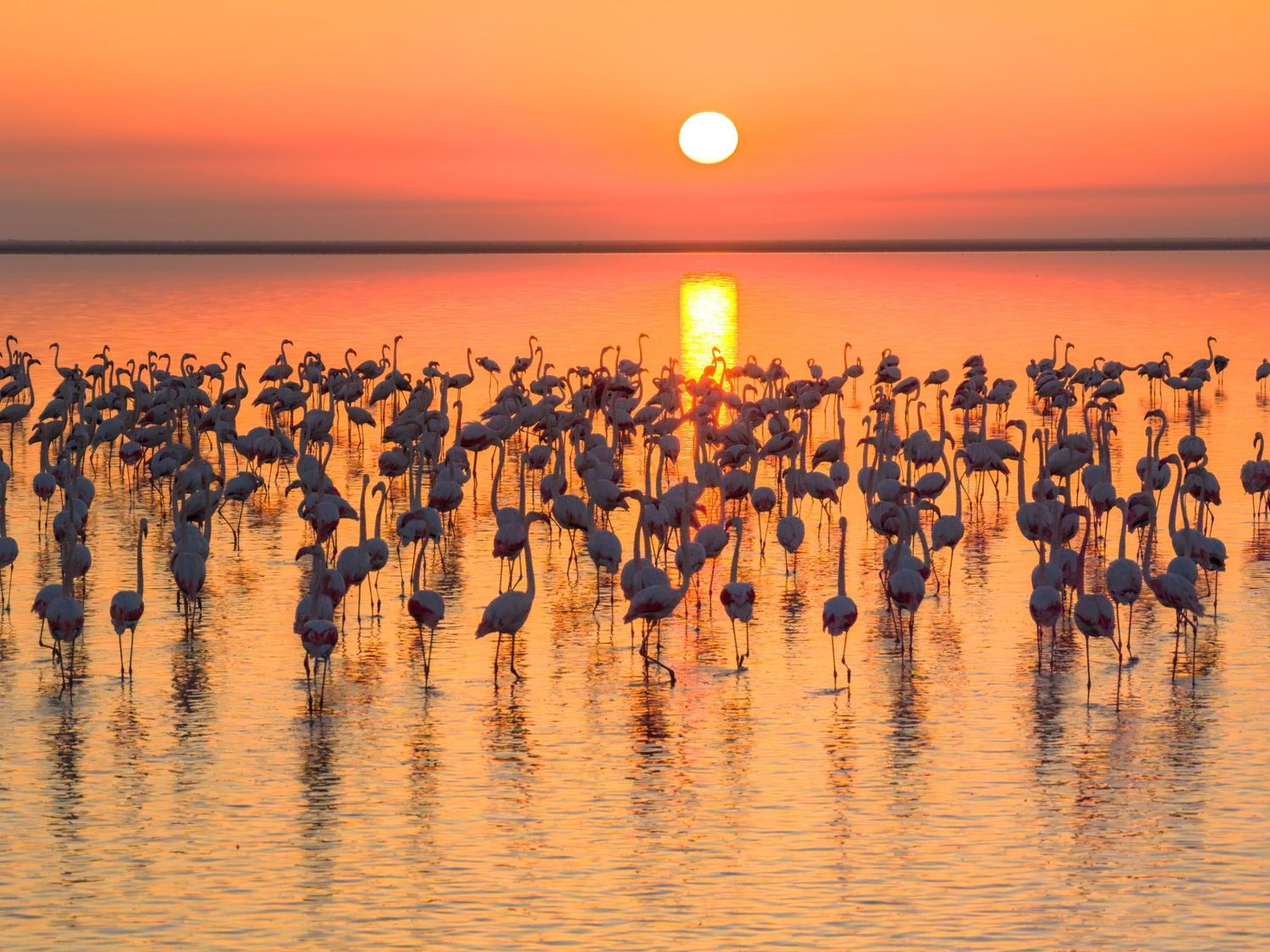 Sunset over Talab-e Miankaleh, Iran, with rows of flamingos silhouetted in the shallow water.