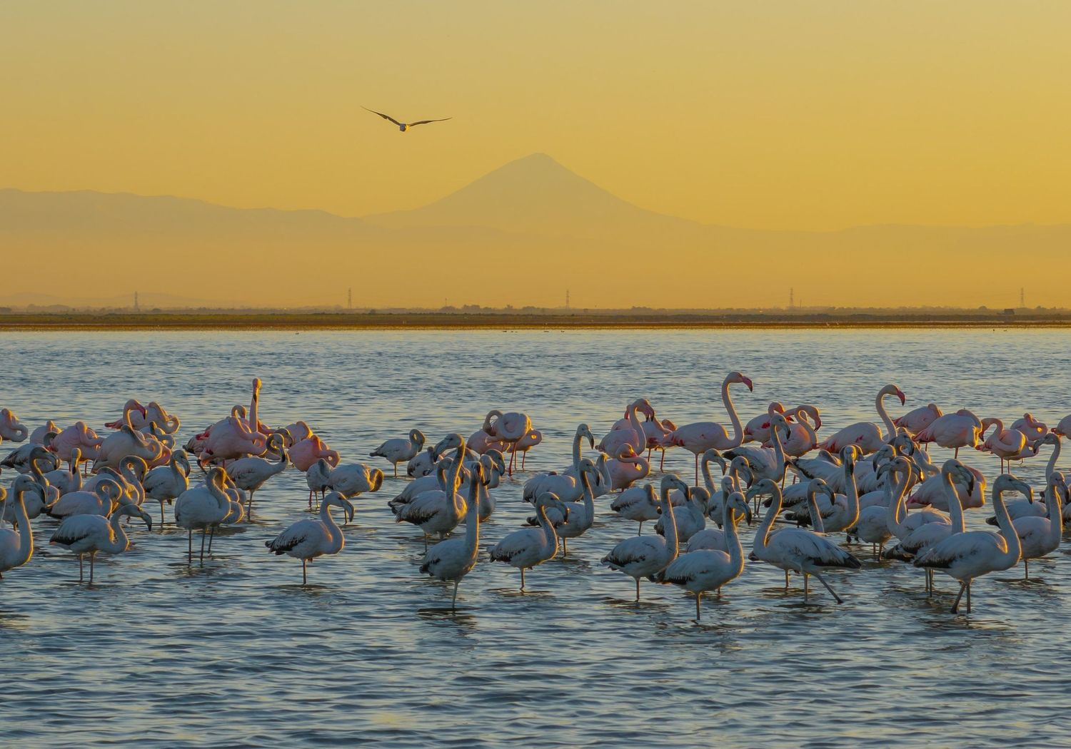 Flock of flamingos wading in water at Talab-e Miankaleh, Iran, at sunset, with a mountain silhouette in the background.