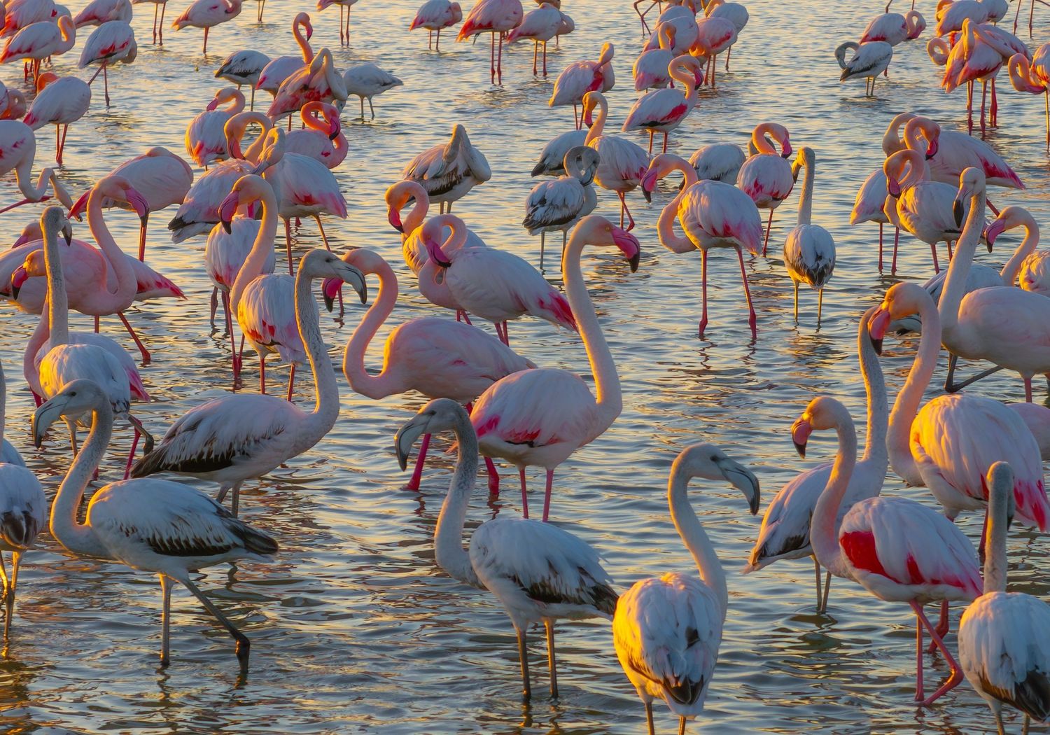 Flock of flamingos wading in water at Talab-e Miankaleh, Iran,