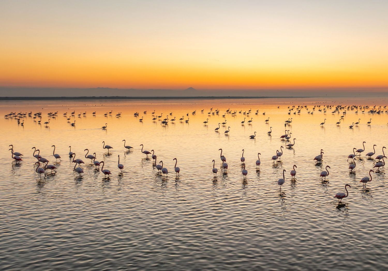 Hundreds of flamingos spread across calm water at Talab-e Miankaleh, Iran, at sunset.