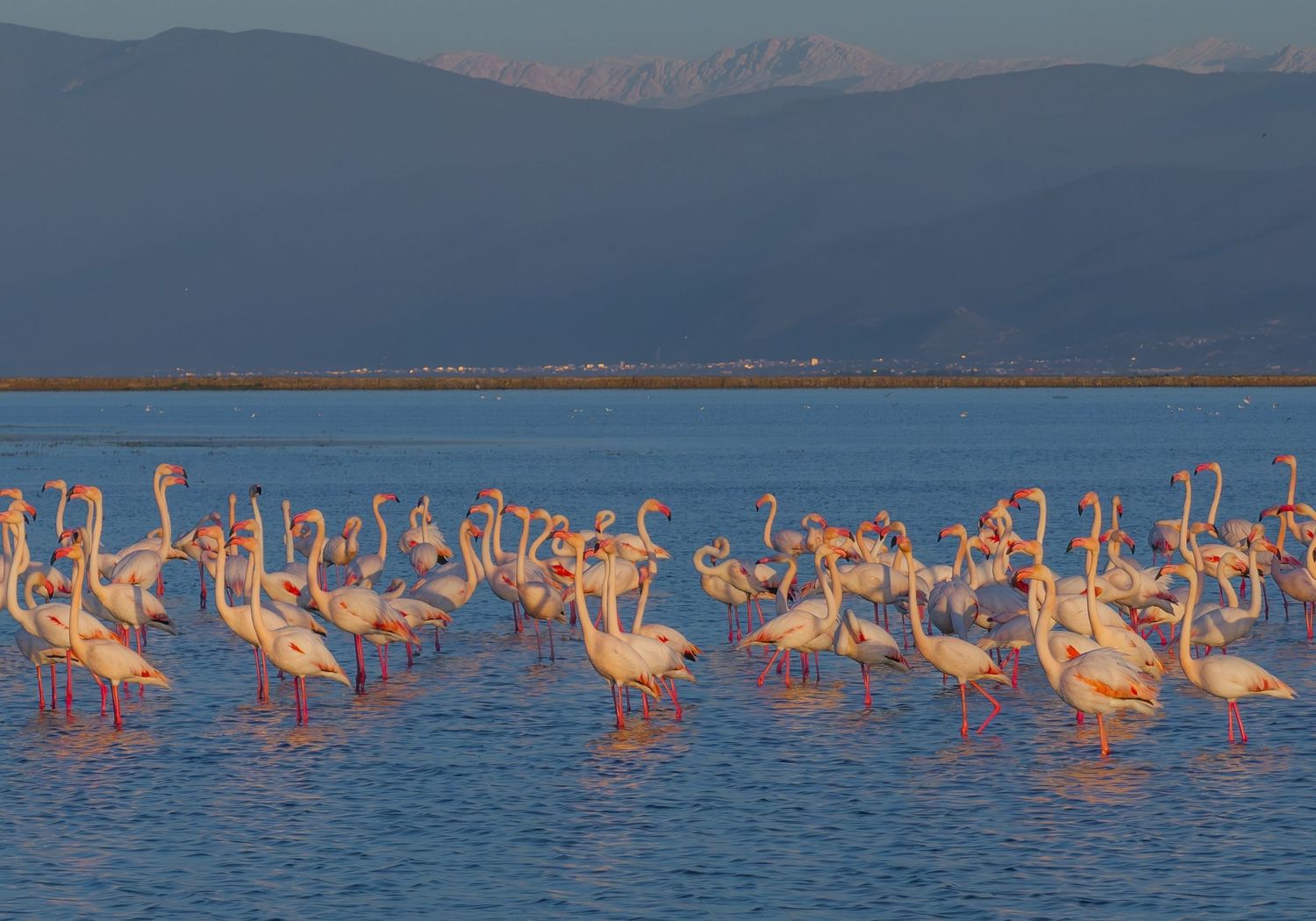 Flamingos - Talab-e Miankaleh