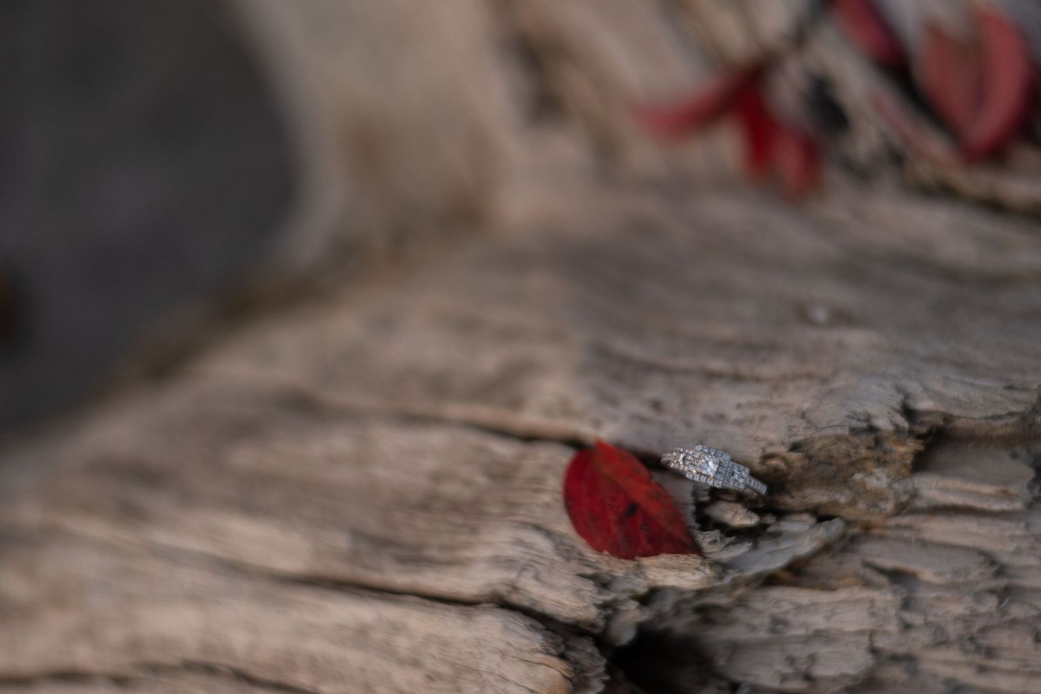 A bright red cardinal bird perches on weathered driftwood in soft focus.