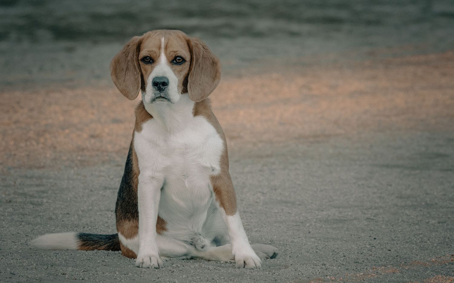Beagle puppies sitting together on grey concrete surface.