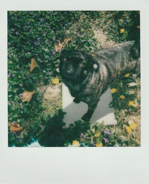 A black pug dog stands in a garden surrounded by fallen autumn leaves and green foliage in a vintage polaroid photo.