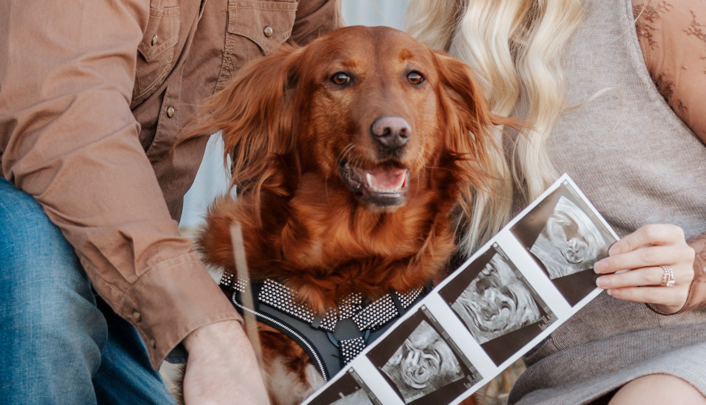 A golden retriever sits between two people holding ultrasound photos during a pregnancy announcement.
