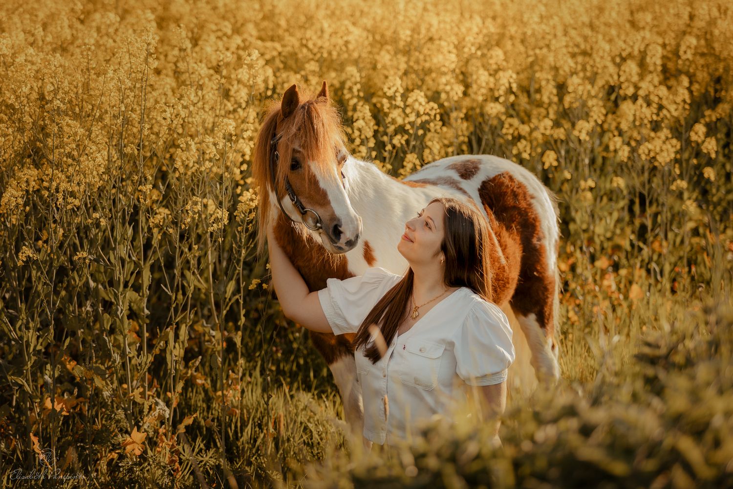 Photographe de chevaux lusitaniens et de chiens en Belgique. Photographie équine et canine en Belgique. Photographe d'animaux en Belgique