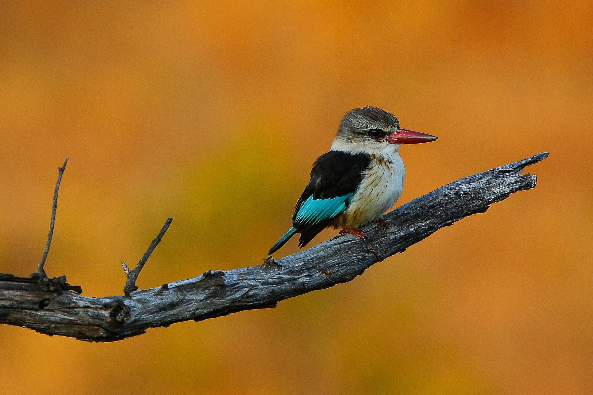 A kingfisher perches on a weathered branch against a vibrant orange background.
