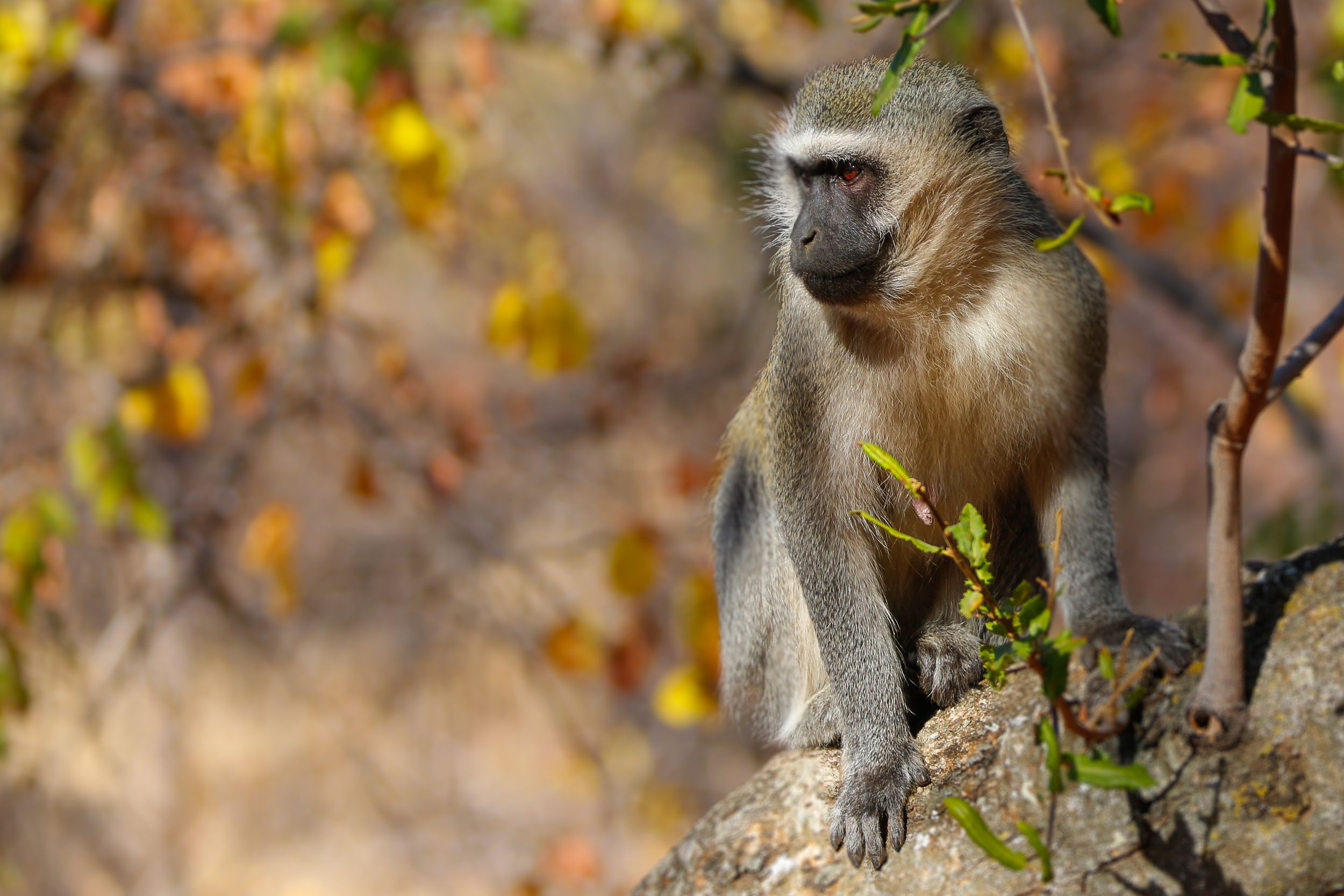 A vervet monkey perches alertly on a rock amid autumn foliage in its natural African habitat.