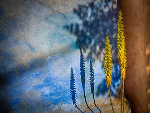 Yellow and blue aloe flowers cast shadows on a textured blue wall in an artistic nature photography composition.