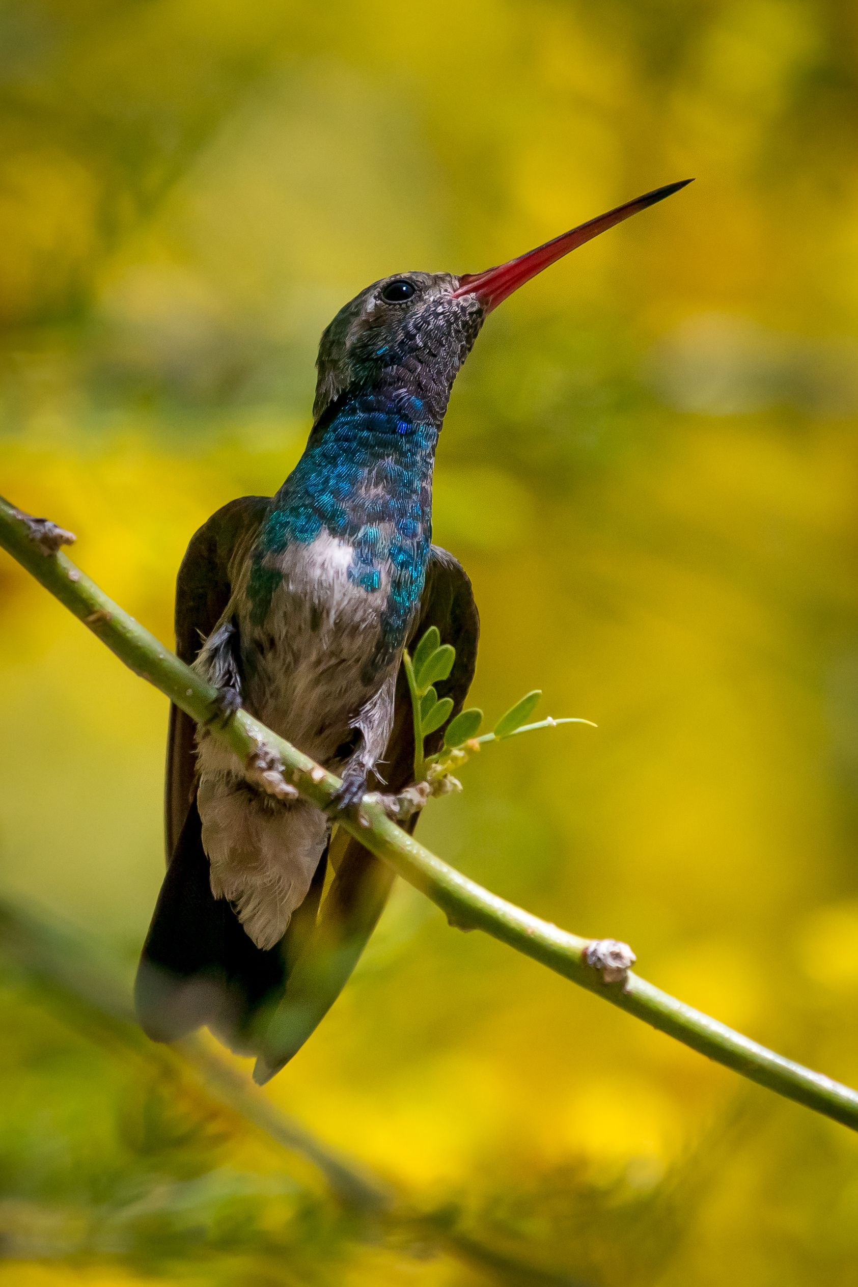 A blue-throated hummingbird perches on a thin branch against a blurred yellow background.