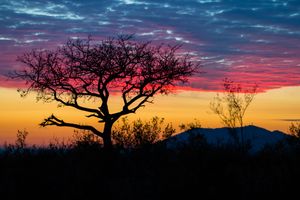 Silhouetted tree against vibrant sunset sky with orange and pink hues over mountain landscape.