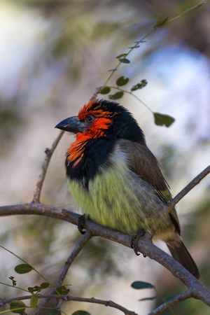 A colorful Black-crested Barbet bird with orange and black crest perches on a tree branch in soft natural light.