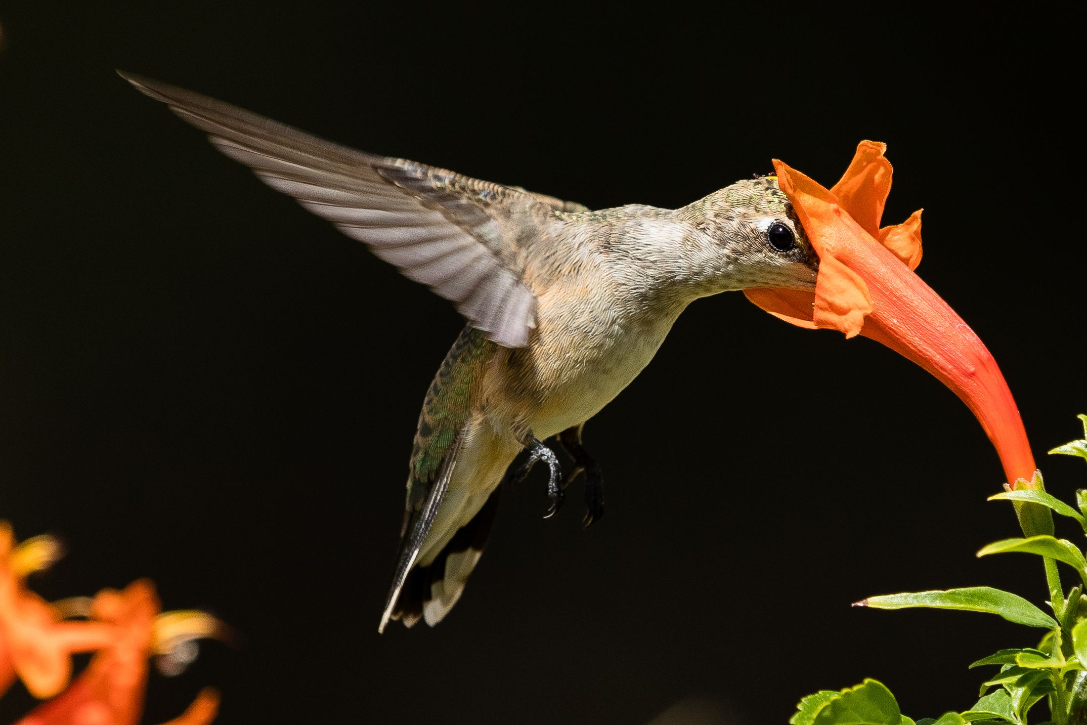 A hummingbird in flight drinks nectar from a bright orange trumpet flower against a dark background.