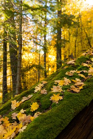 Yellow autumn maple leaves scattered on mossy wooden surface with sunlit golden forest trees in background.