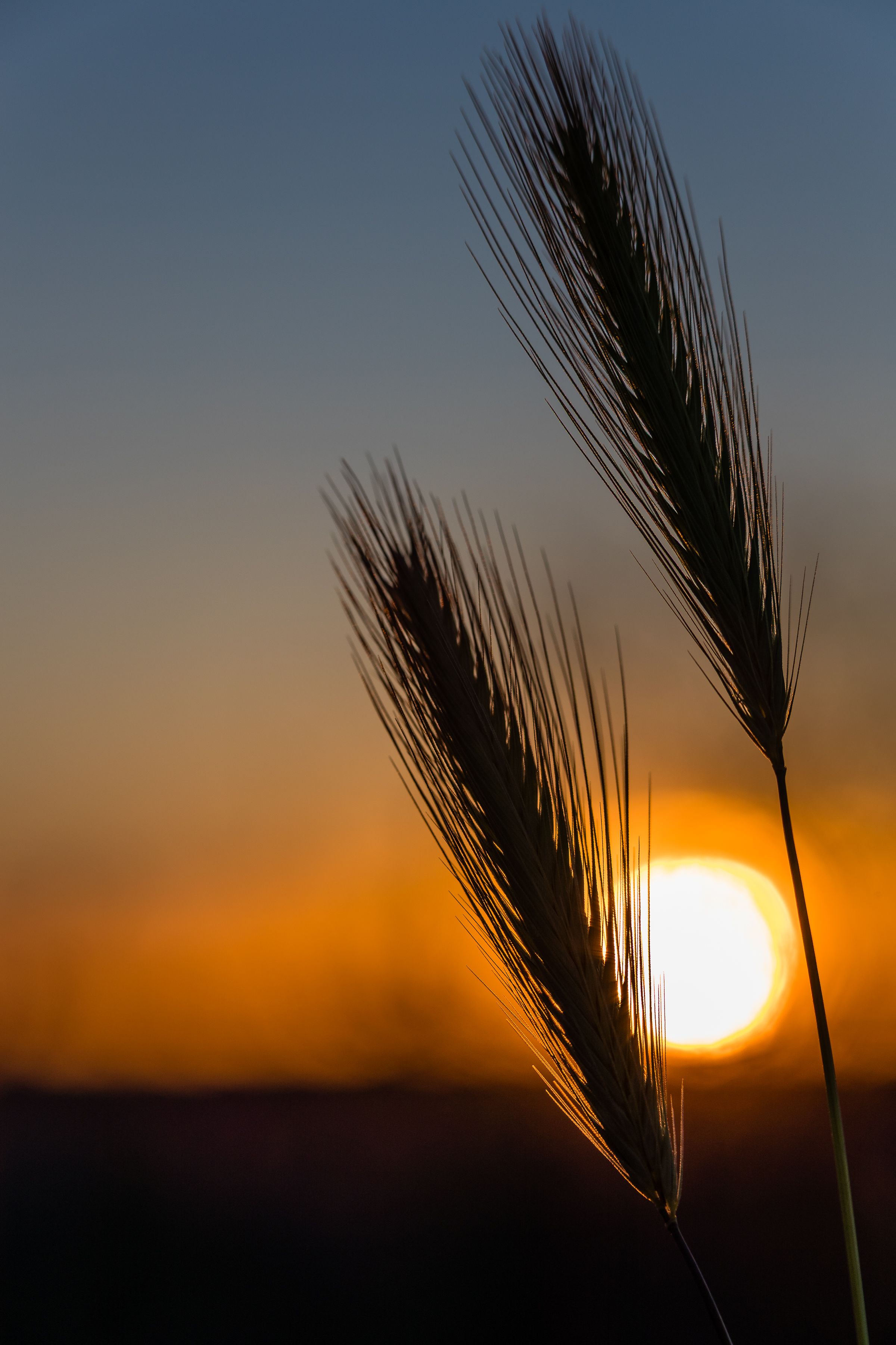 Setting sun silhouettes wild grass stalks against an orange sky in a dramatic nature photograph.