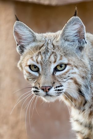 A horizontal bobcat portrait showing its fierce eyes, whiskers and distinctive facial features against a blurred background.