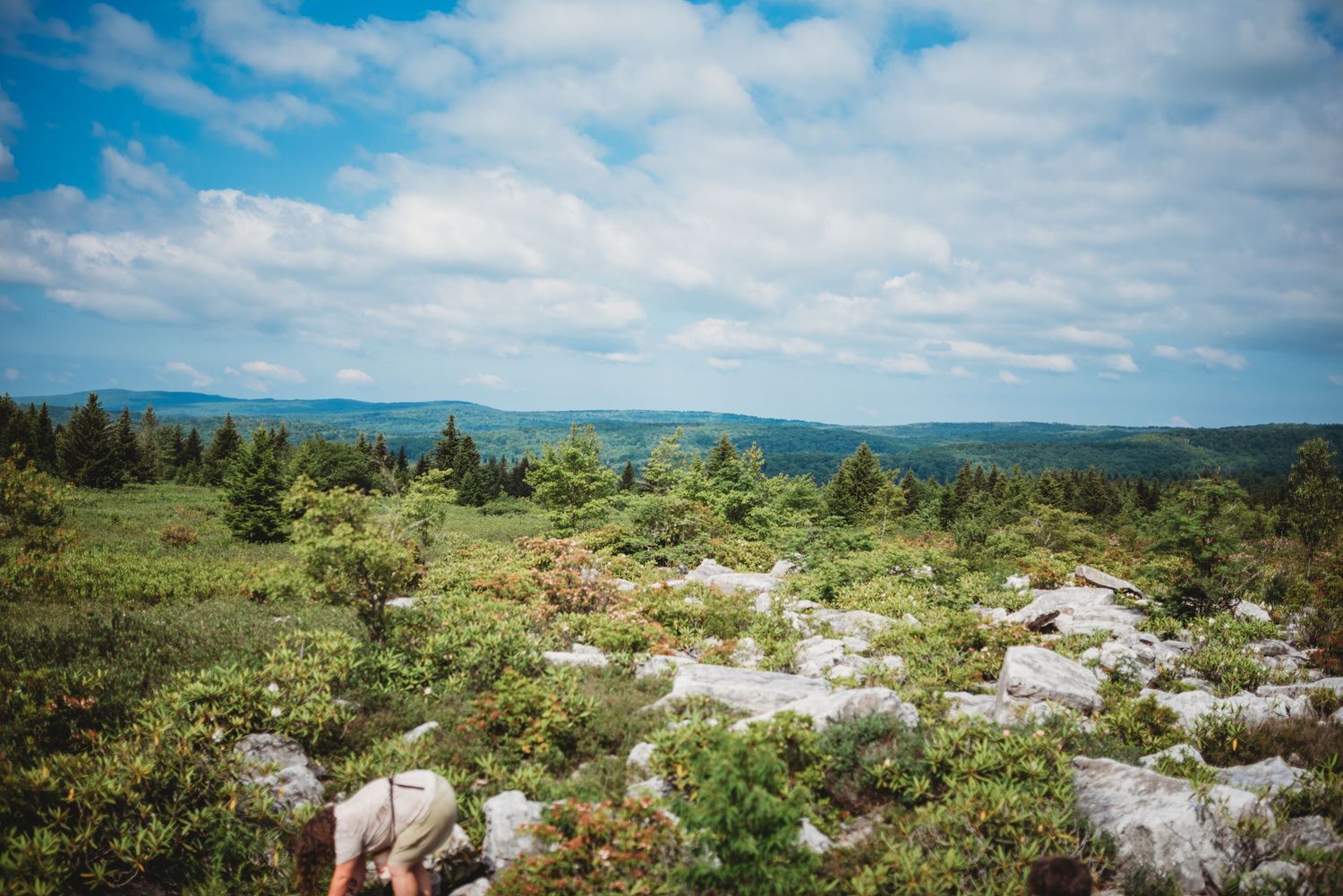 A stunning mountaintop vista with rocky outcrops and evergreen trees under a bright blue sky in Dolly Sods, WV.