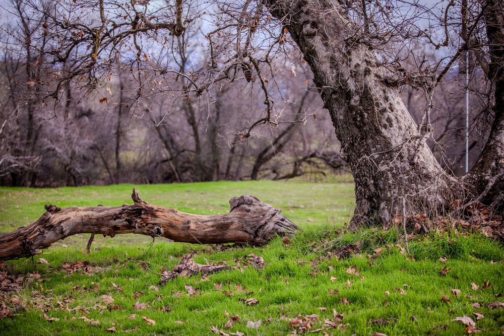 Bare winter trees line a grassy meadow with mountains in the distance.