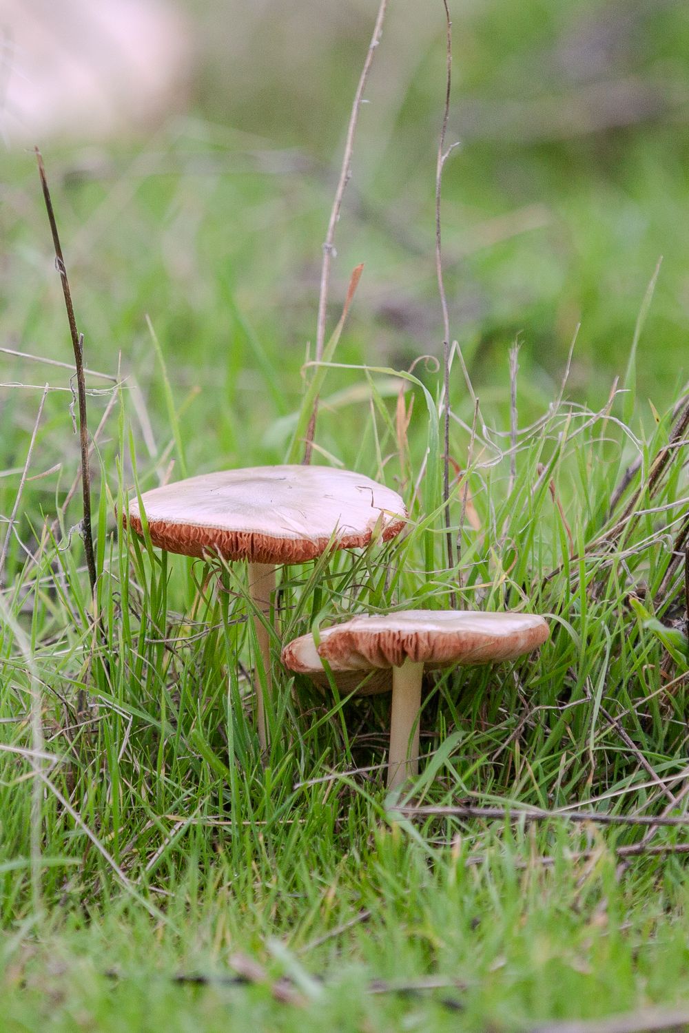 Two red mushrooms growing in green grass captured with shallow depth of field.