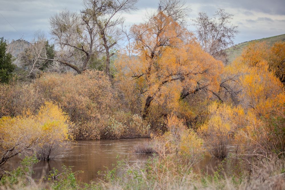 Autumn trees with golden leaves line a winding river under cloudy skies.
