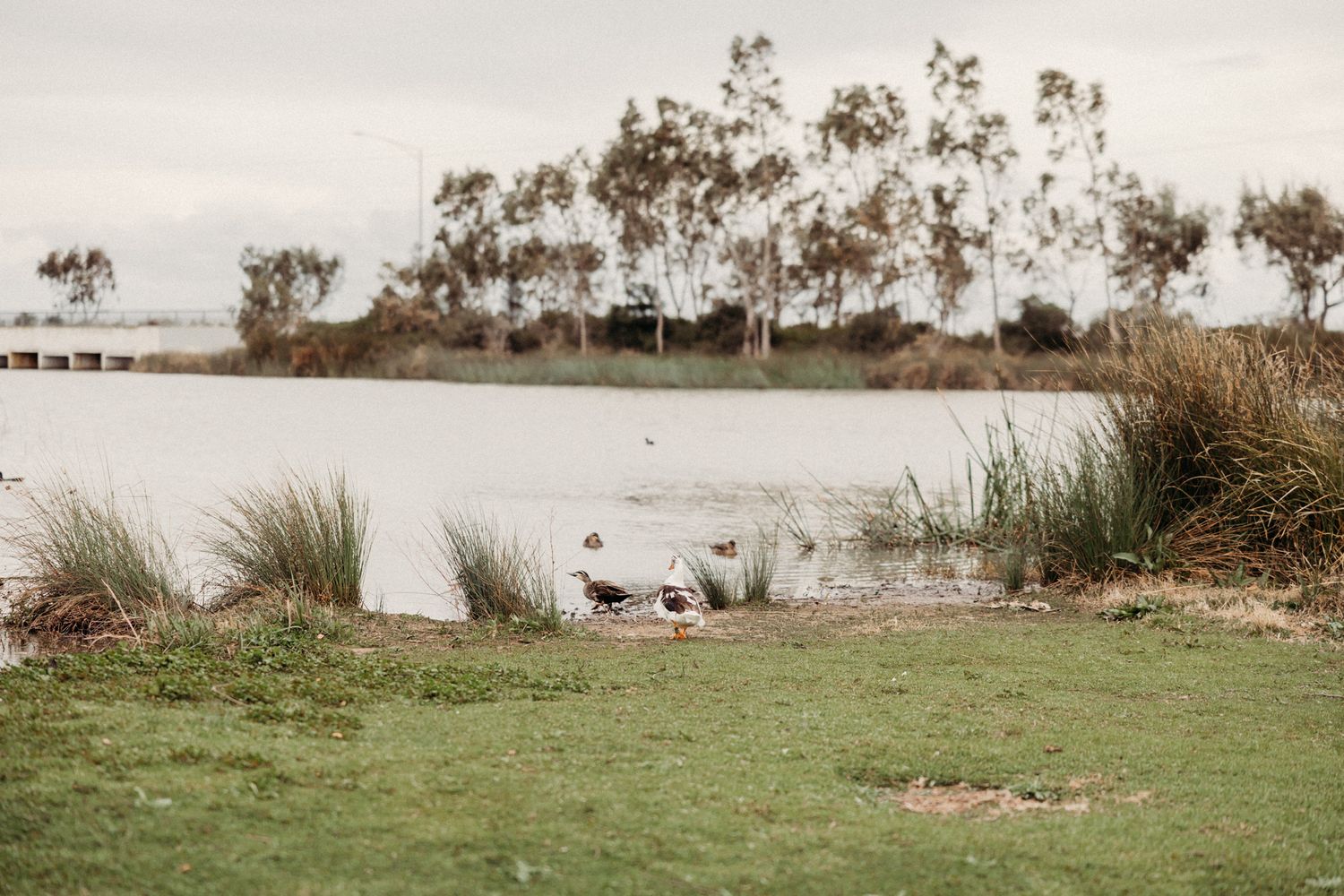 the reserve werribee