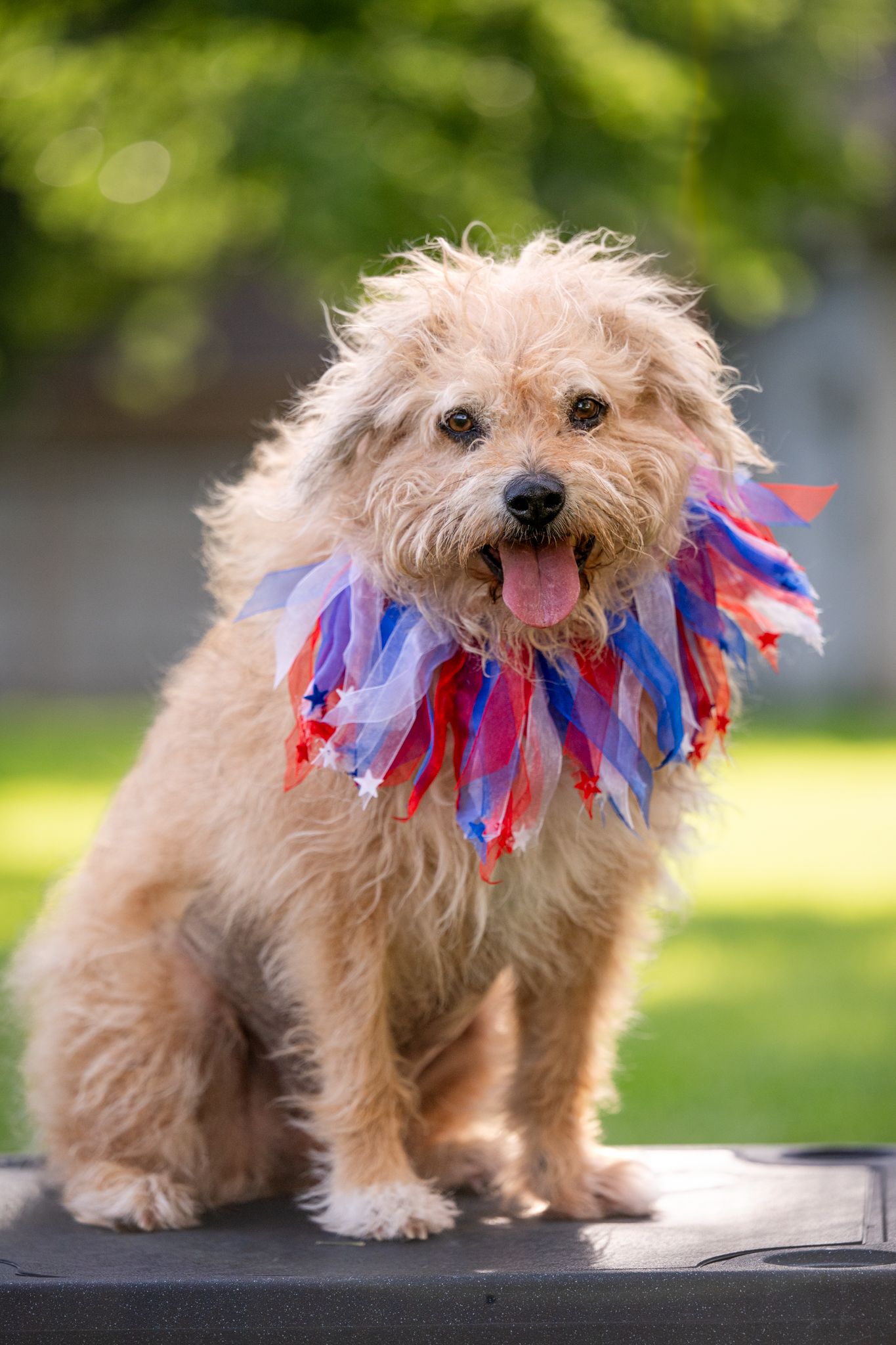 Small tan dog wearing patriotic red white and blue decorative collar for Fourth of July celebration.