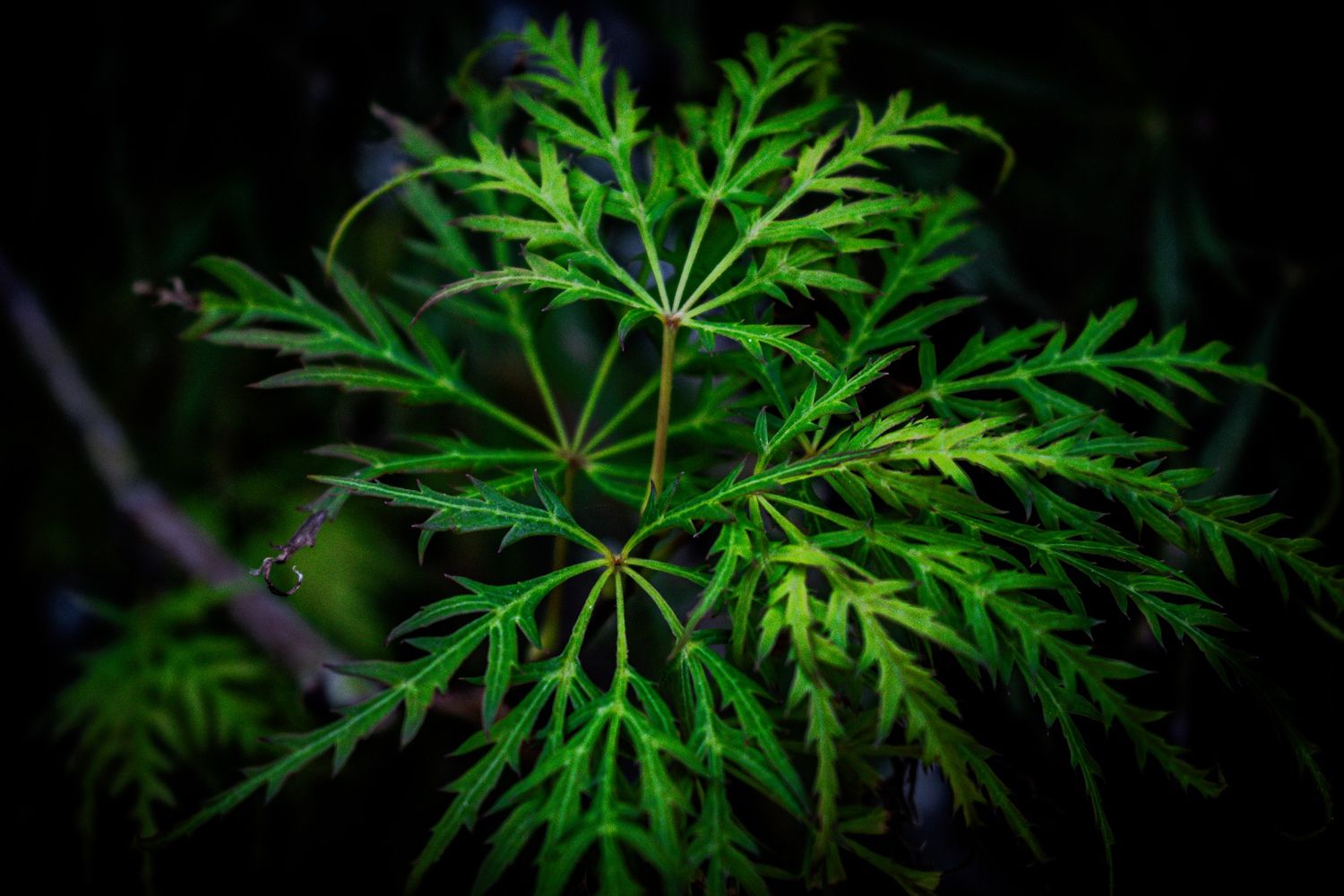Close-up of dark green fern fronds against black background.