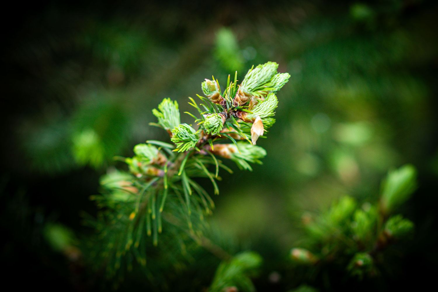 Fresh green leaves and white blossoms in soft natural light.