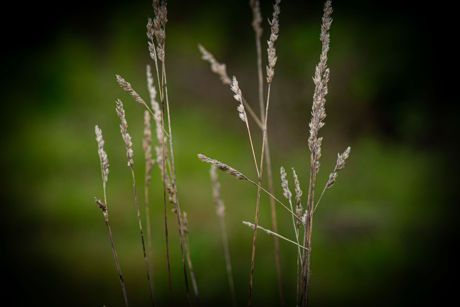 Wild grass silhouettes against dark green bokeh background.