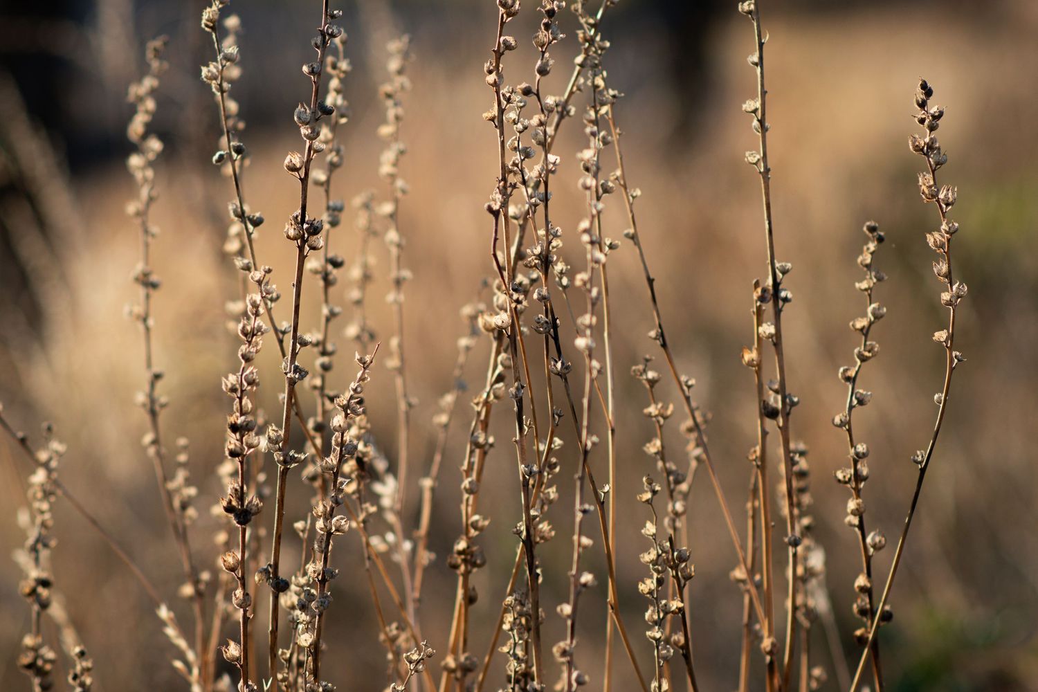Dried plant stalks in sepia tones against blurred background.