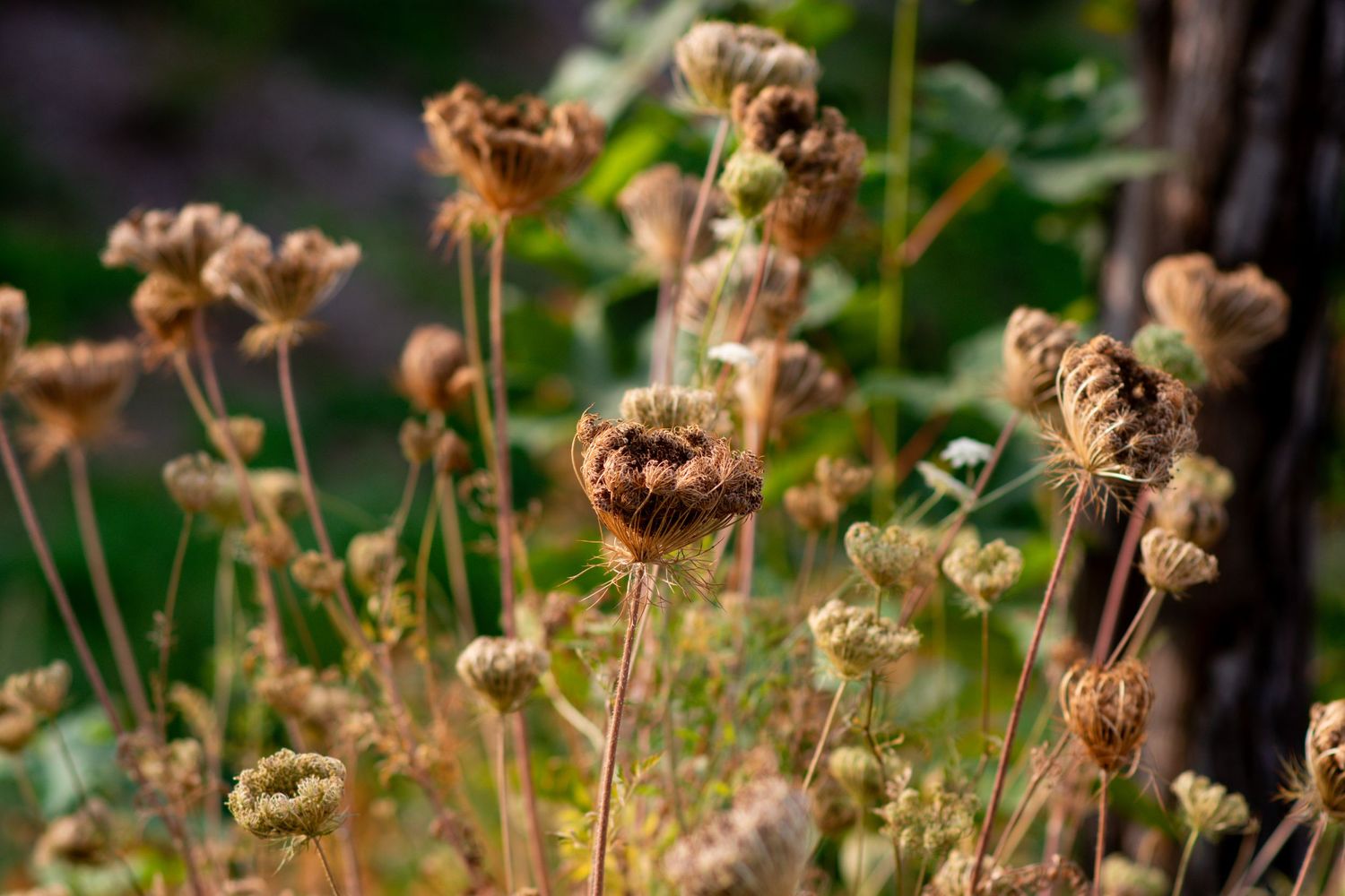 Dried brown flower heads with delicate stems against a blurred natural background.
