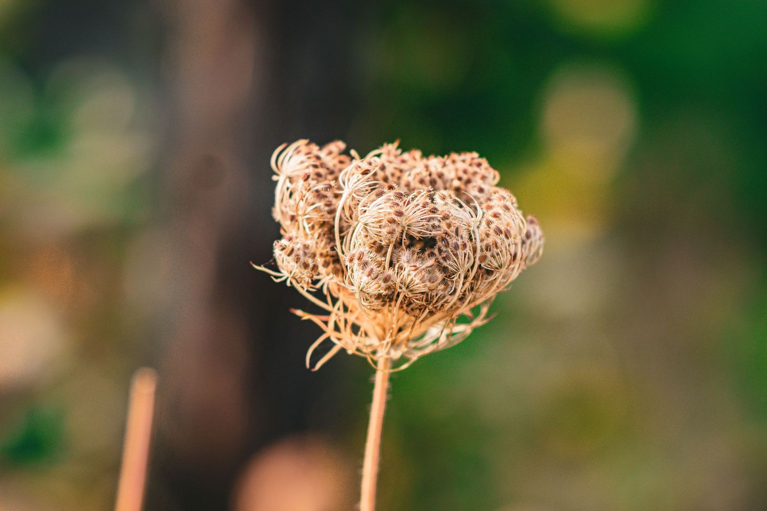 Dried queen anne's lace flowers in golden sunlight.