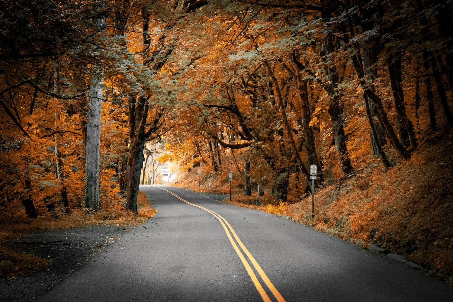 Autumn road with orange foliage and yellow lines creating a tunnel effect through trees.