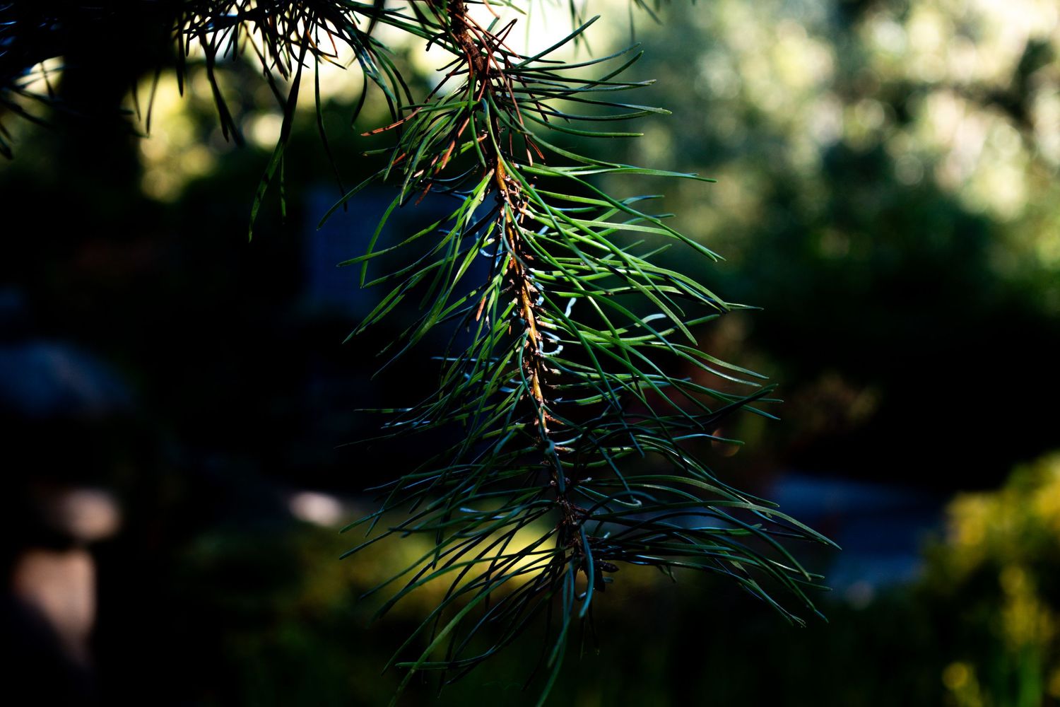 Pine needles silhouetted against bokeh sunlight.