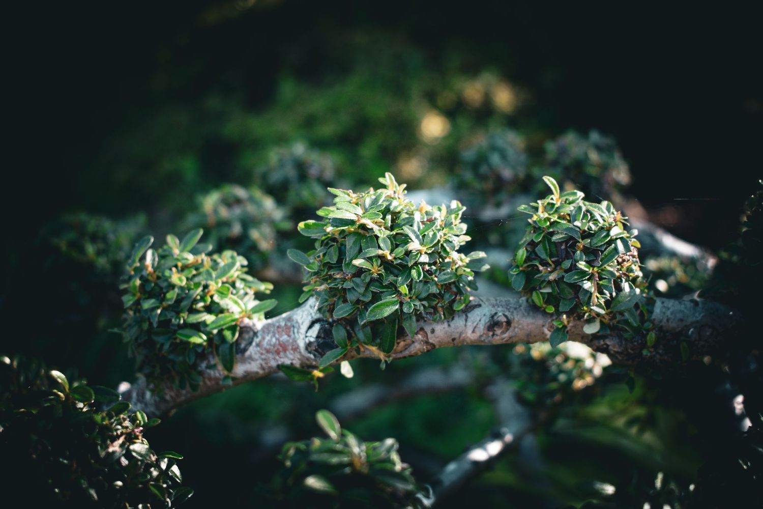 Green plants with small white flowers against a dark background creating a natural bokeh effect.