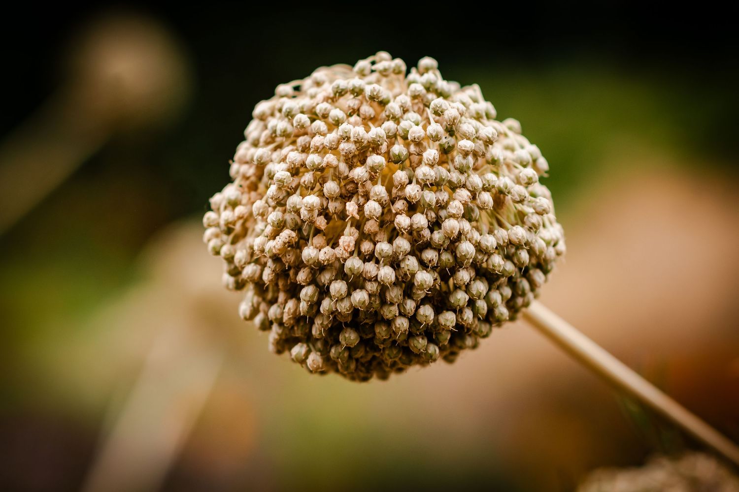 Close-up macro photograph of a dried allium seedhead with textured round brown pods against blurred background.