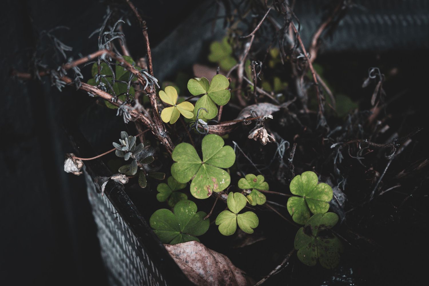 Close-up macro shot of delicate water droplets on green clover leaves in dark lighting.