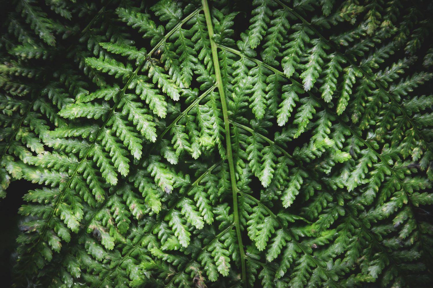 Vibrant green fern fronds creating a natural pattern in dappled sunlight.