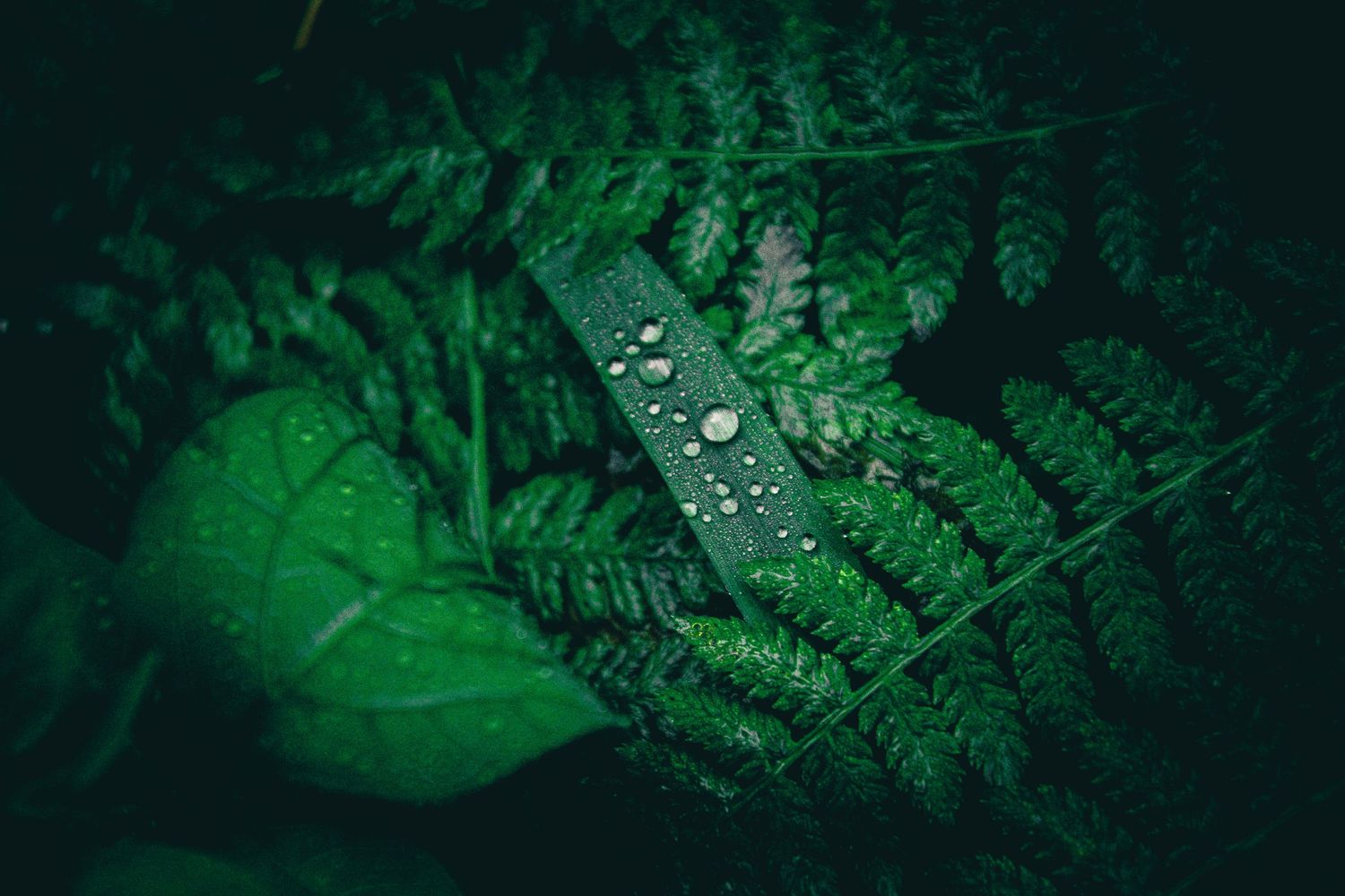 Water droplets glistening on dark green fern fronds in moody lighting.