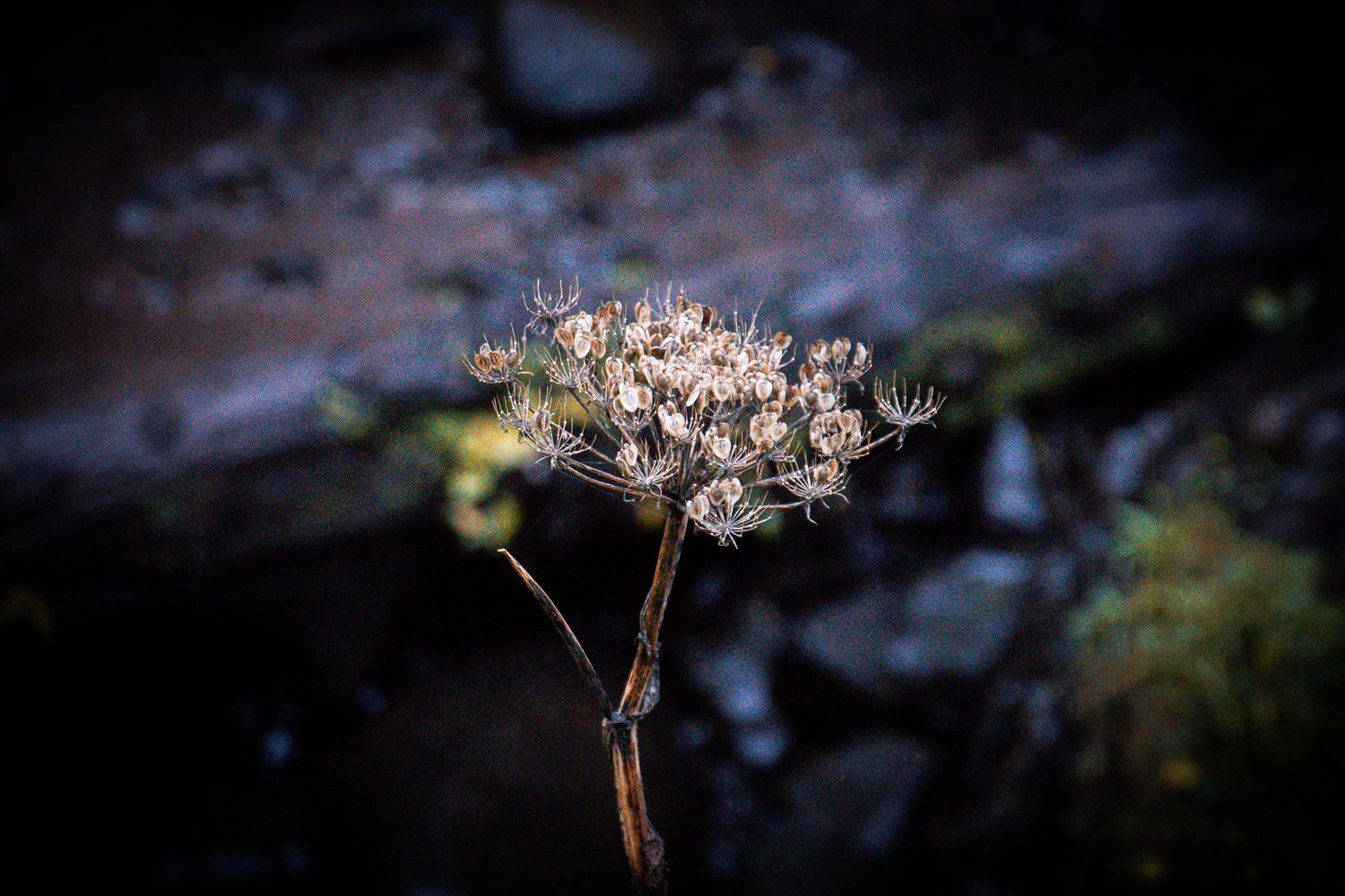 Delicate white wildflowers with thin stems photographed against a dark moody background.
