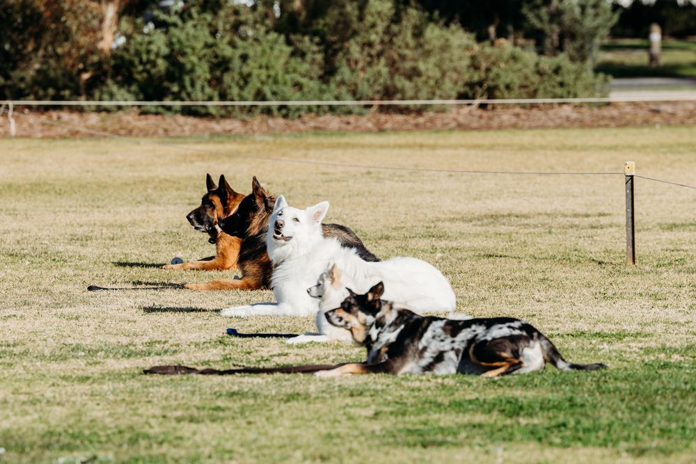Werribee Obedience Dog Club Fun Day 2025