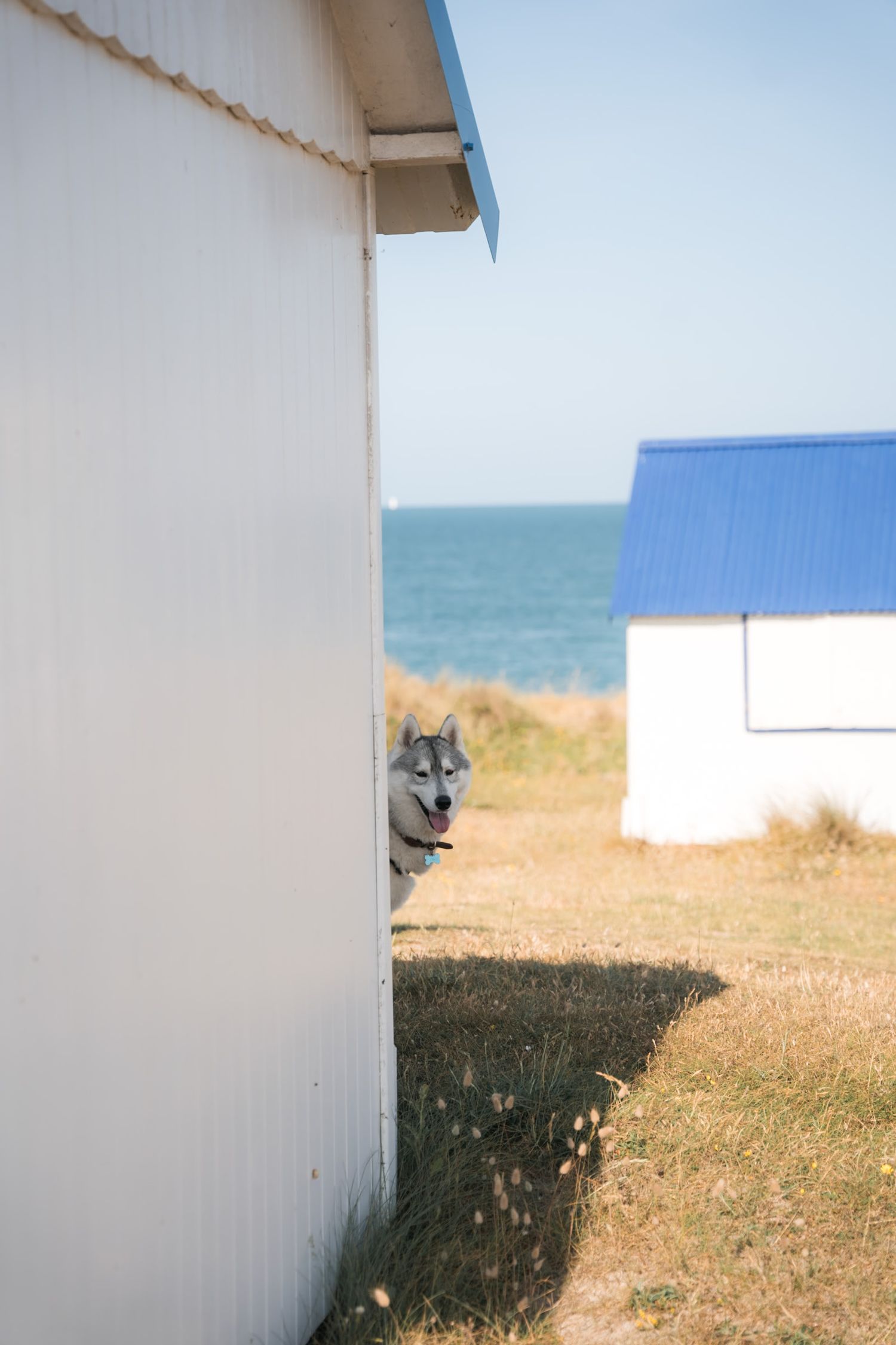 Chien derrière une cabane de pêcheur colorée à Gouville-sur-mer